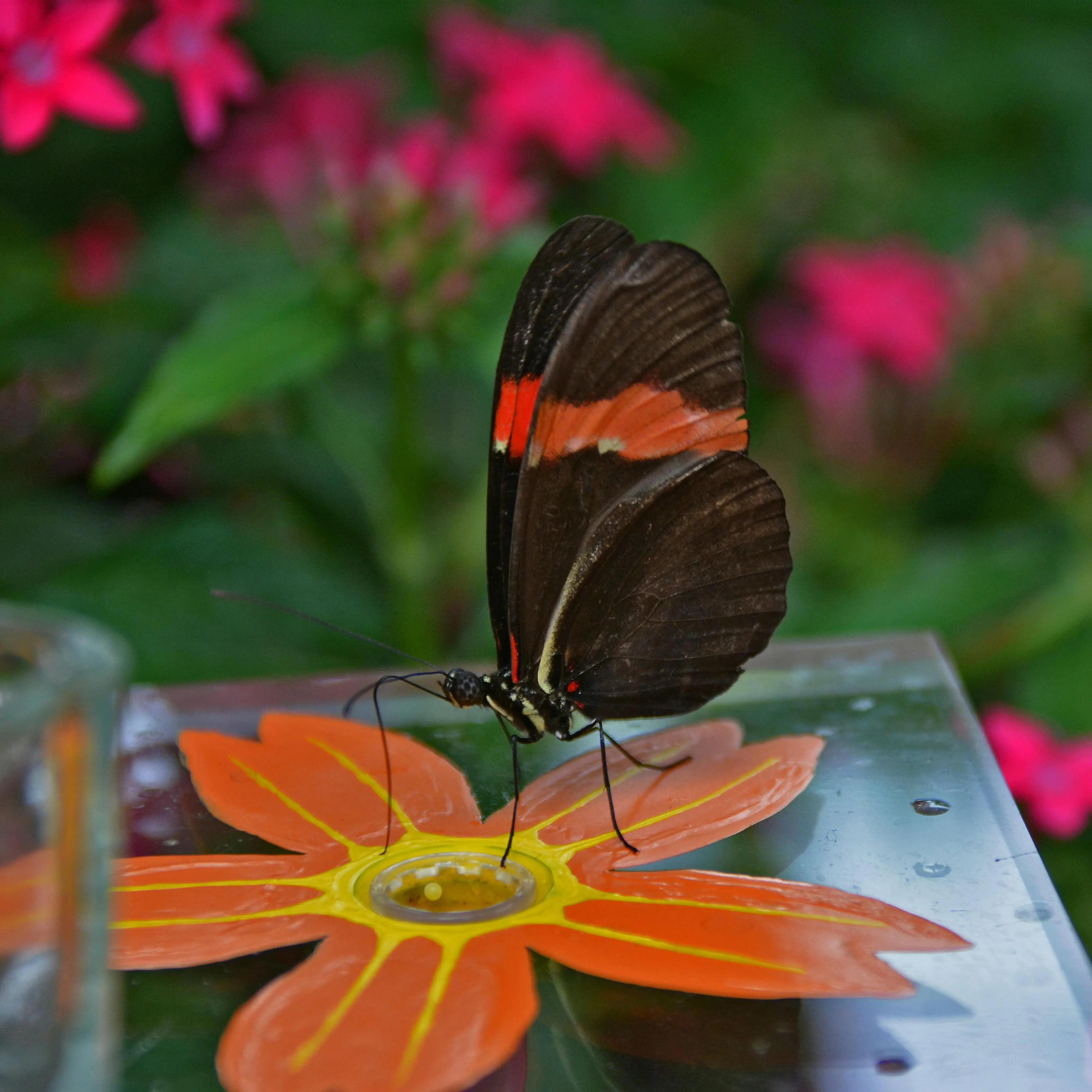 Ein Schmetterling auf einer Blume.