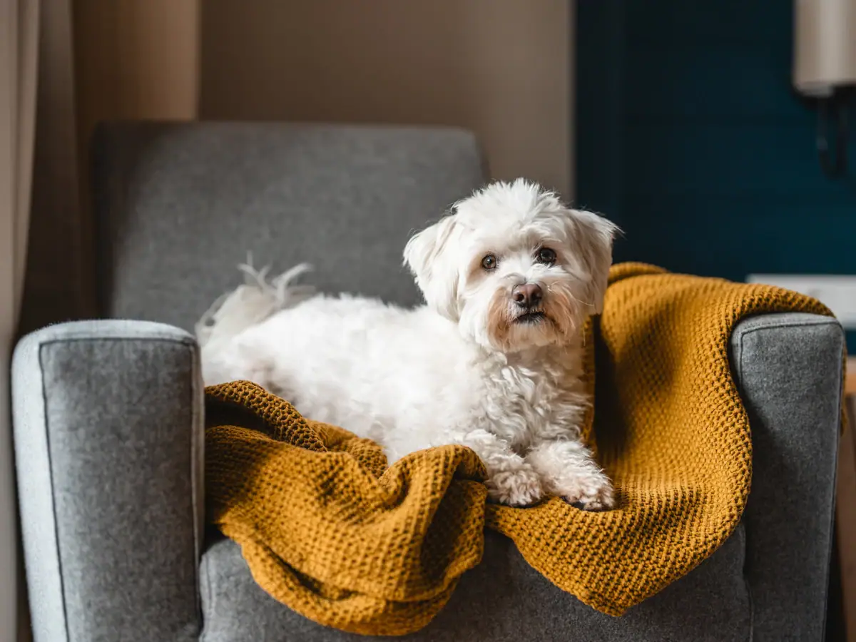 Ein Terrier liegt auf einem Sofa.