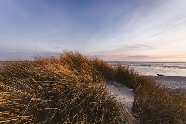 Gras am Strand unter bewölktem Himmel