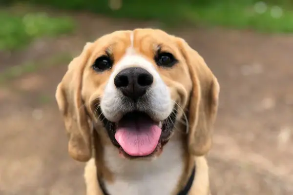 Ein Hund mit heraushängender Zunge.