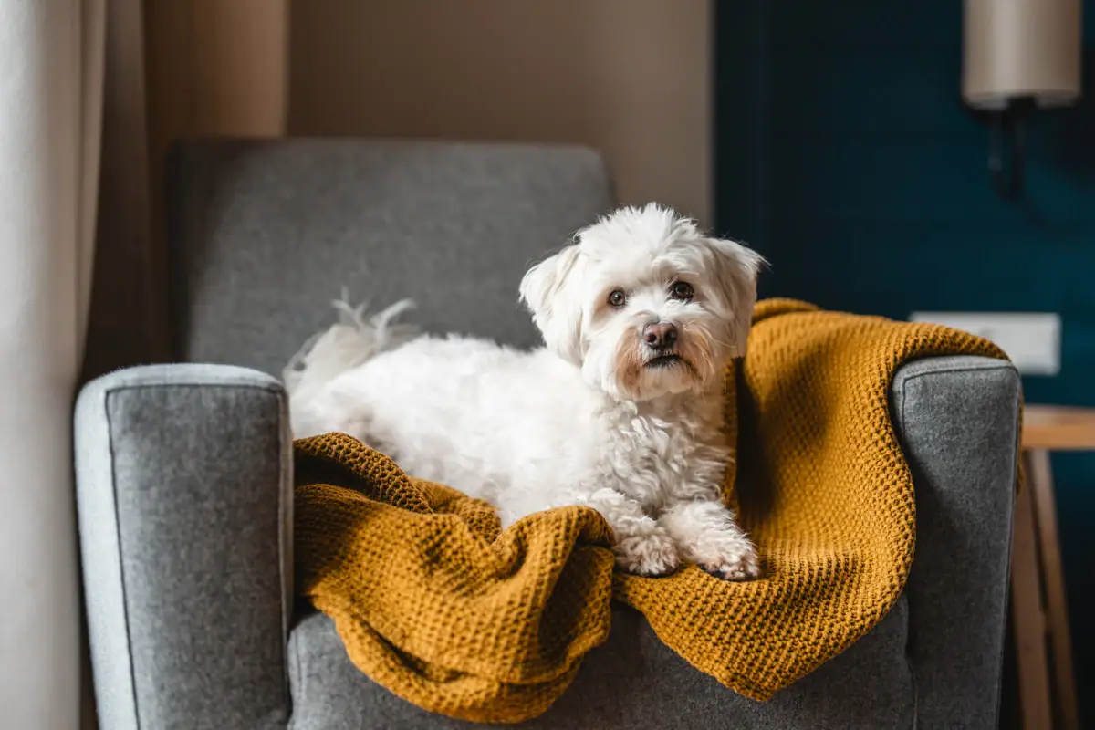 Ein Terrier liegt auf einem Sofa.