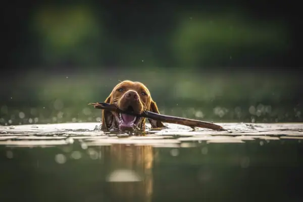 Ein Hund schwimmt im Wasser mit einem Stock im Maul.