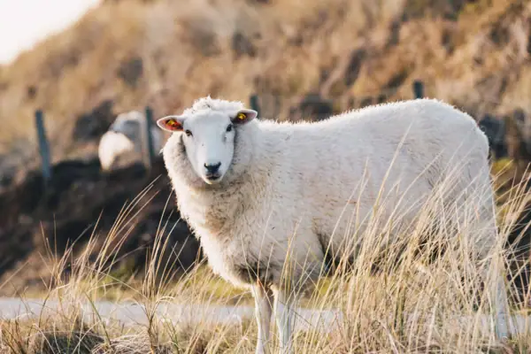 Ein Schaf steht im hohen Gras am Sylter Ellenbogen.